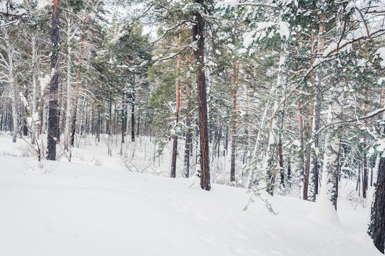 Beautiful winter in pine forest. Winter lanscape.