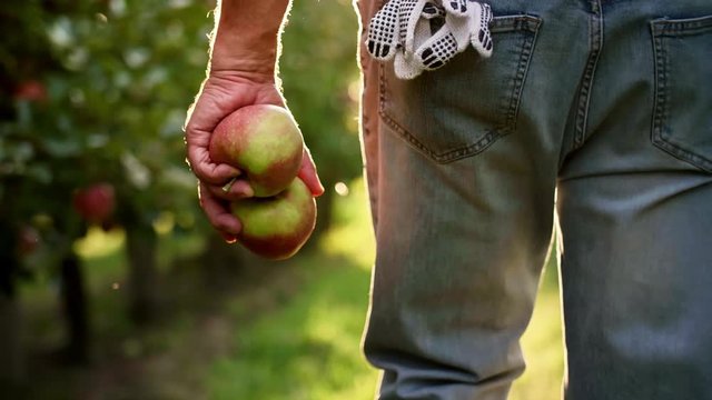 Handheld view of farmer walking in the apple orchard