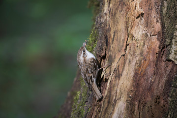 The Eurasian treecreeper or common treecreeper (Certhia familiaris) in the natural environment. Сommon treecreeper (Certhia familiaris) perching on pine trunk with blurred background. 