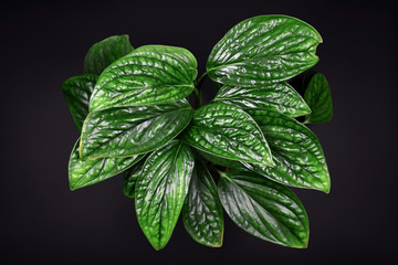 Tropical 'Monstera Karstenianum' house plant, also called 'Monstera sp. Peru' or 'Marble Planet', with puckered, iridescent textured leaves on dark black background