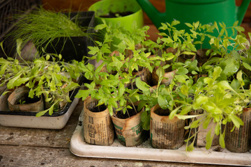 Young tomato seedlings in a paper boxes.