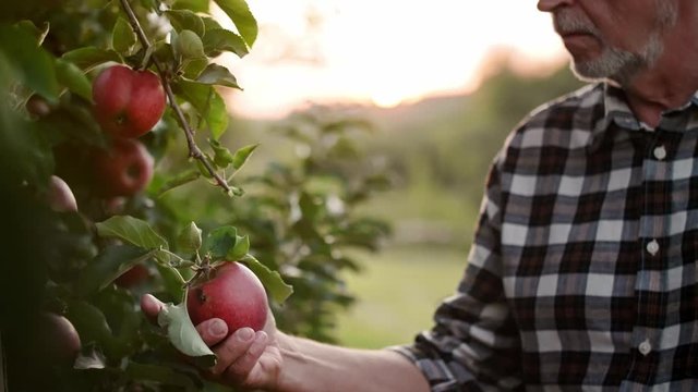 Handheld video shows of farmer controlling his apple plantation