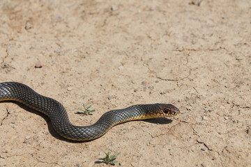 The snake basks in the sun