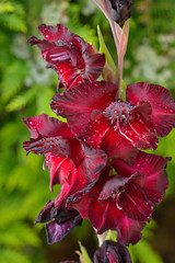 Großblumige Gladiole (Black Surprise)	