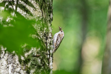 The Eurasian treecreeper or common treecreeper (Certhia familiaris) in the natural environment. Сommon treecreeper (Certhia familiaris) perching on pine trunk with blurred background. 