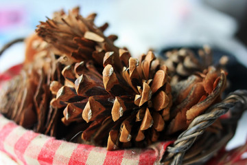 Fir cones lie in a basket