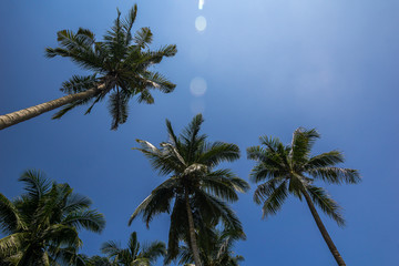 Coconut tree and sky
