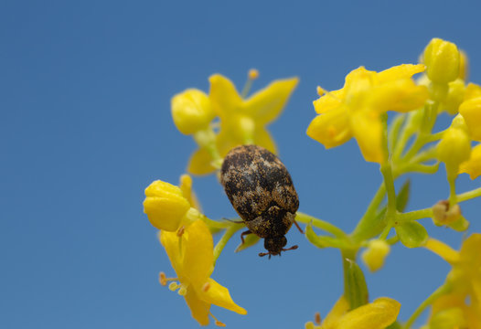 Museum beetle,  Anthrenus museorum on flower, the larva of this beetle is a pest on skin products