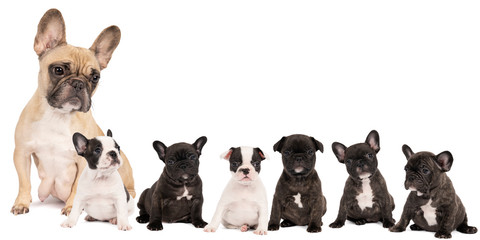 Studio shot of a litter adorable French bulldog puppies and their mother sitting on isolated white...