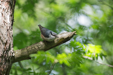 The Eurasian nuthatch or wood nuthatch (Sitta europaea) is a small passerine bird of the Sittidae family.