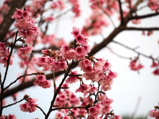 Fototapeta premium Pink Beautiful flowers background on nature park outdoor