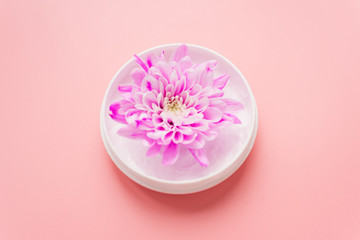 Pink chrysanthemum in a jar of cream on a pink bed background