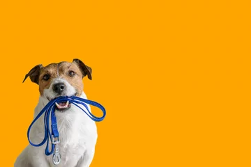 Foto op Plexiglas Hondenoppasconcept met een gelukkige actieve hond die een hondenriem in de mond houdt, klaar om te gaan wandelen © alexei_tm