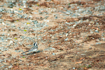 Wagtail bird walking on the ground