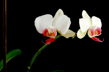 Fototapeta na wymiar Orchidee Phalaenopsis