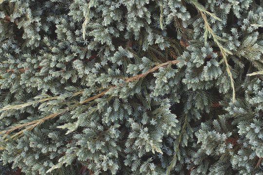 Branches of Juniperus squamata (flaky juniper or Himalayan juniper). Nature background