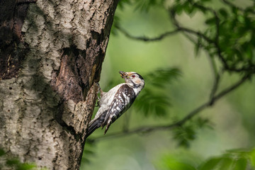 The Lesser Spotted Woodpecker (Dendrocopos minor) is in the wild nature. Lesser Spotted Woodpecker (Dendrocopos minor) near the hollow