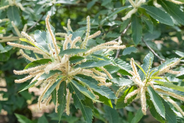 Blütenstand von Castanea sativa Esskastanie, Edelkastanie, Marone