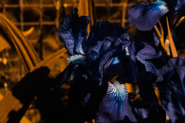 Fototapeta na wymiar Bearded Iris flower. Floral background. Green thumb concept. Home gardening. Botanical garden. Blueflag close up. Vivid colour. Green thumb. Duo color
