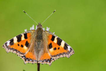 Blackleg Tortoiseshell or Large Tortoiseshell (Nymphalis polychloros) butterfly closeup on green blurred background. Blackleg Tortoiseshell or Large Tortoiseshell (Nymphalis polychloros) butterfly