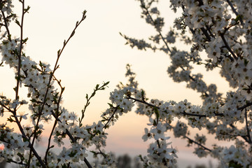 Spring blossom background. Beautiful nature scene with blooming tree and sunset sky.