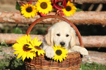Amazing puppy in the autumn basket