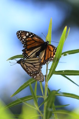 Two Monarch Butterflies, Danaus plexippus