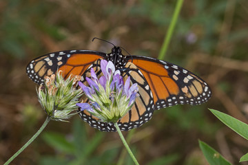 02.08.2019 ES, Kanarische Inseln , La Palma Monarch Danaus plexippus (LINNAEUS, 1758)