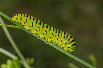 16.08.2019 DE, NRW, Köln-Chorweiler Schwalbenschwanz, Raupe Papilio machaon LINNAEUS, 1758