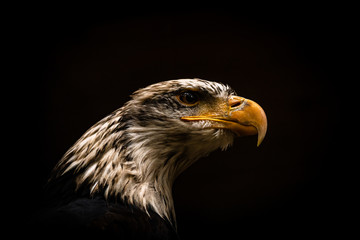 Bald Eagle portrait