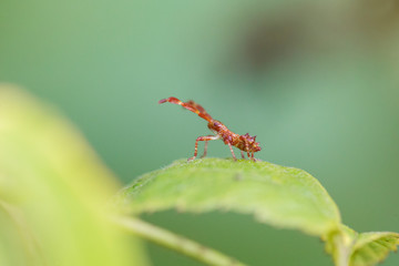 Coreus marginatus is a herbivorous species of true bug in the family Coreidae