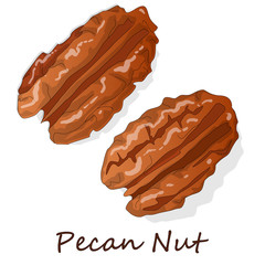 Pecan nut isolated on white background. Vector illustration.