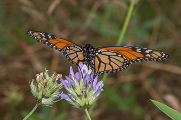 02.08.2019 ES, Kanarische Inseln , La Palma Monarch Danaus plexippus (LINNAEUS, 1758)