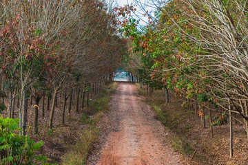 Naklejka premium Country Road Amidst Trees Against Sky