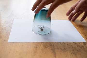 Caught big dark common house spider under a drinking glass on a smooth wooden floor seen from...