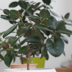 Ficus Rubber-bearing with large leaves in the winter garden home collection. At home, there must be a ficus.