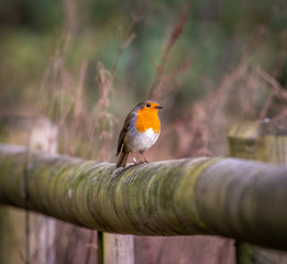 Winter Robin