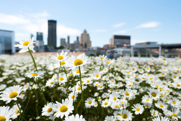 Spring flowers on roof top in front of city skyline of montreal canada 