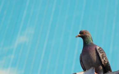 Pigeon close-up. It's gray and on the right side of the photo. He has orange eyes. Abstract background in light blue color.