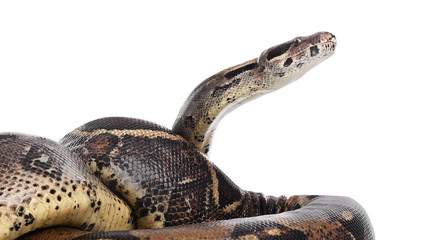 Brown boa constrictor on white background. Exotic snake