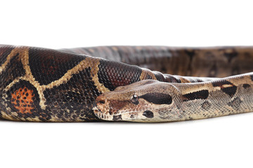 Brown boa constrictor on white background. Exotic snake