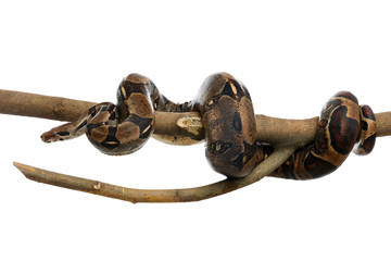 Brown boa constrictor on tree branch against white background - obrazy, fototapety, plakaty