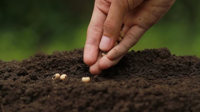 Sowing a seed on losing soil at home garden. Planting vegetable with seed by bio method, none pesticide for healthy life concept.