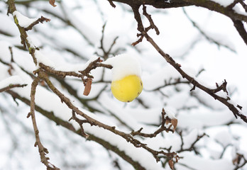 Apple tree branch with frozen apple and covered snow in winter