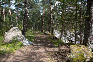 Caucasus forest. Kabardino-Balkaria, Russia