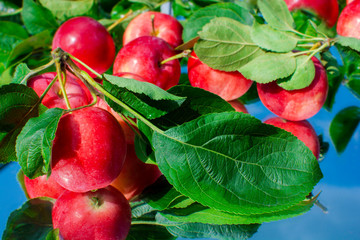 Collected fresh small varieties of apples on a blue background.