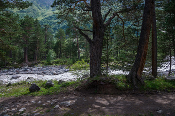 Caucasus forest. Kabardino-Balkaria, Russia