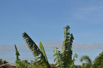 light sky tree cloud 