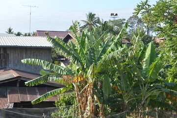 light sky tree cloud 