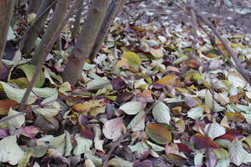 dried leaves
